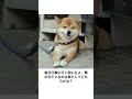 【動物ボケて】【要】可愛い動物たちに声あてしてみた　#アフレコ #shorts #short