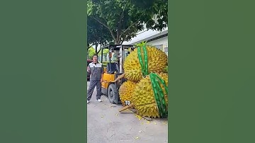 World’s Largest Durian 😱 | You Won’t Believe Its Size!