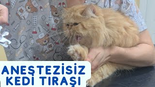 Kedi Tıraşı Anestezisiz - Anestezisiz Kedi Tıraşı Yapan Kedi Kuaförü!