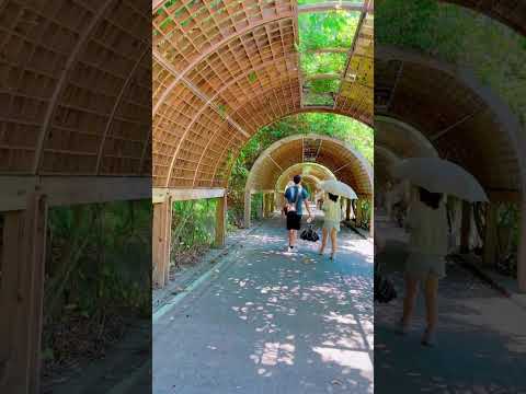 ????台東森林公園 #台東景點