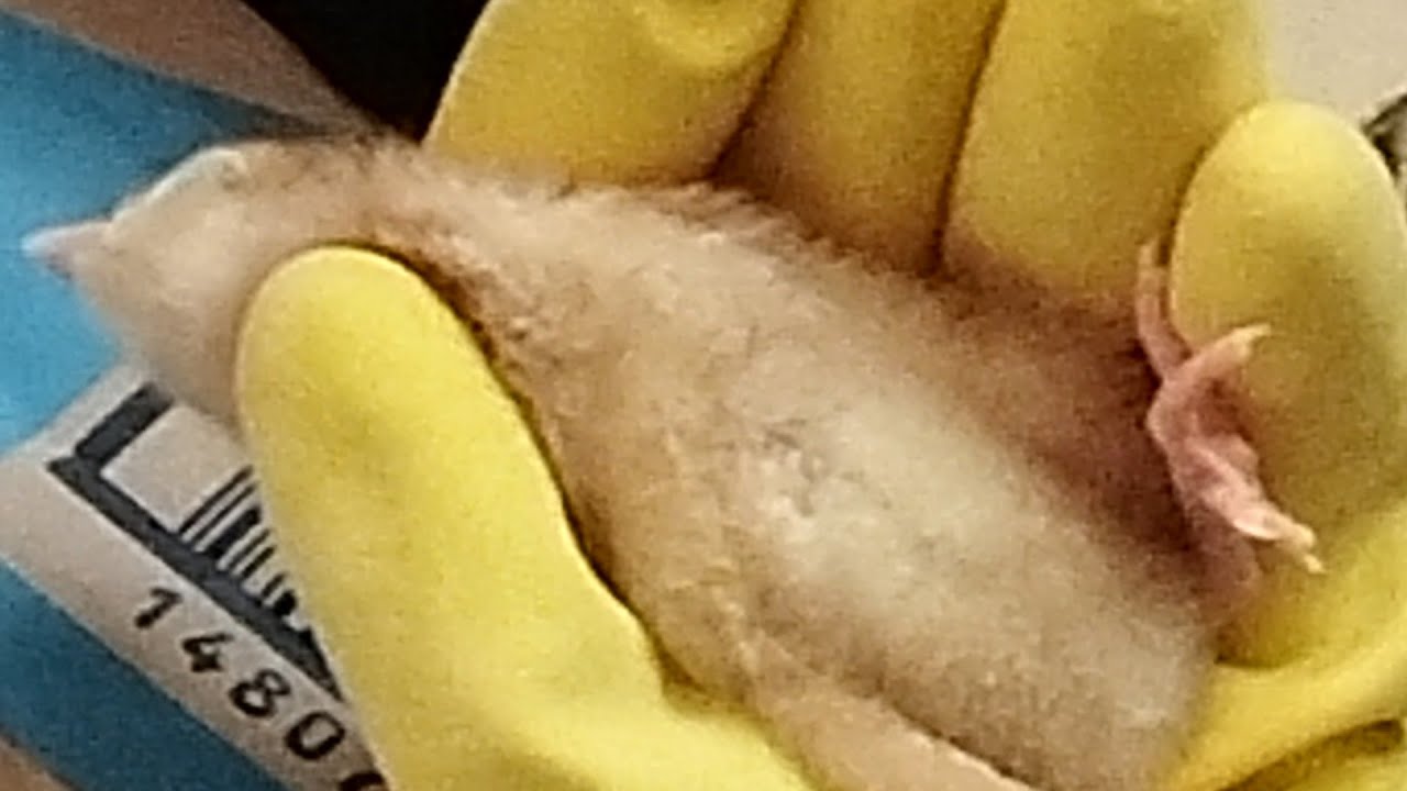 How to relax rhode island red (rir) chicks