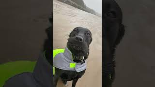 Labrador Dog Chops Windblown at 80mph