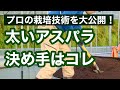 【種からのアスパラガス栽培】初心者必見！プロは栽培開始前に手間をかける、という話