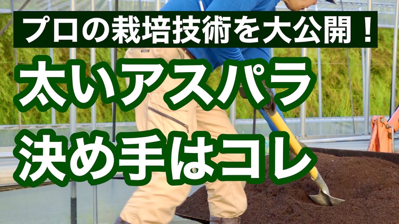 【種からのアスパラガス栽培】初心者必見！プロは栽培開始前に手間をかける、という話
