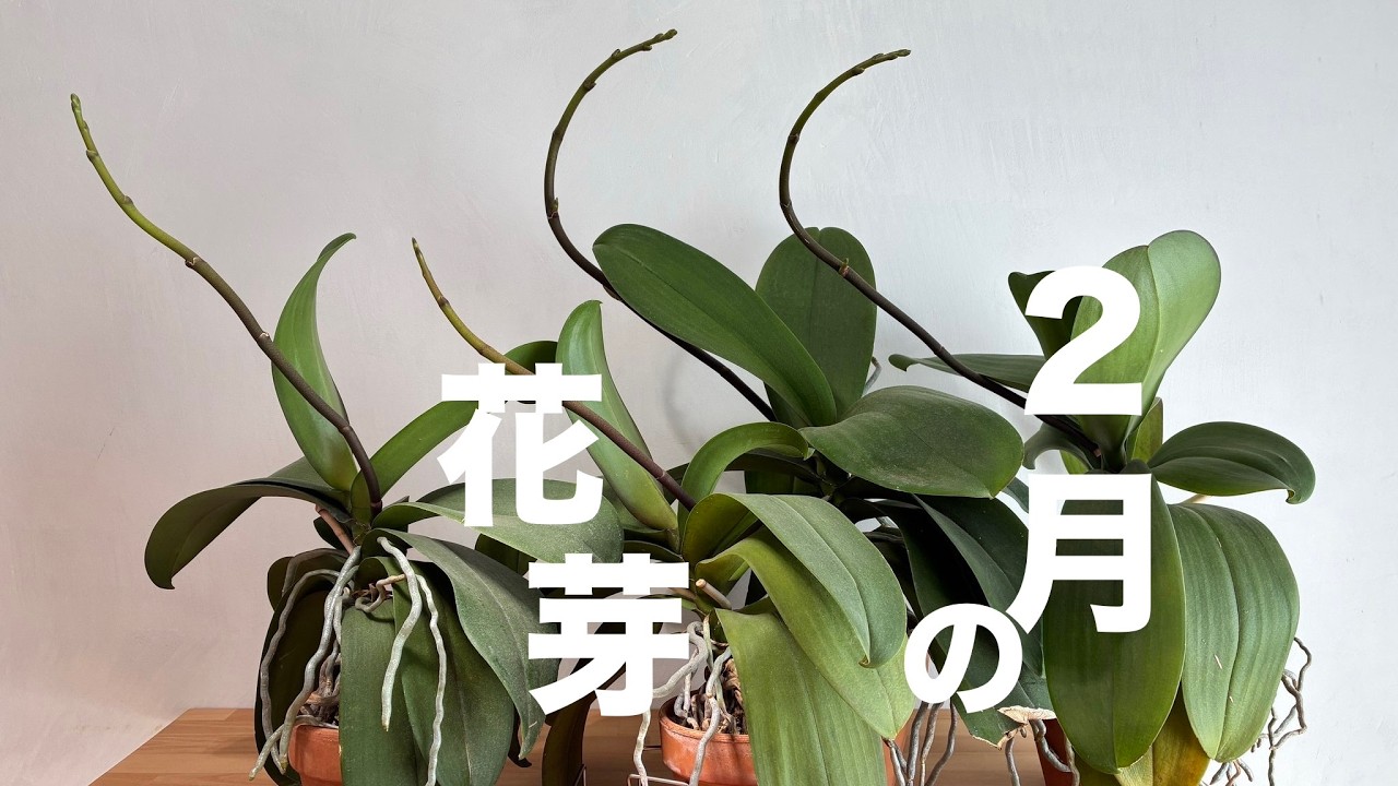 【贈答用胡蝶蘭育ててみた】vol.32　☆どんどん伸びていく花芽と伸び放題の根☆蕾落ちさせないためにはどうすればいいのか☆素焼き鉢４株