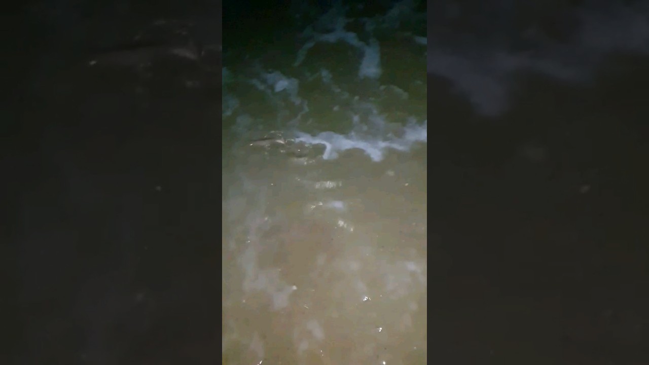 Action time for fishing  🎣Catch and release (Rhinobatos rhinobatus) Guitarfish