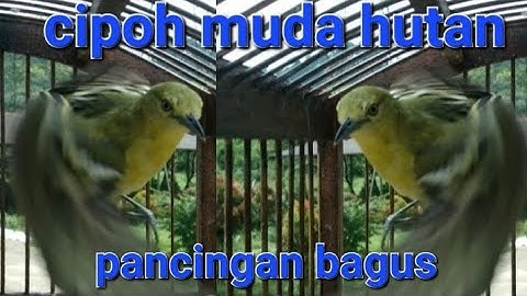 cipoh sirtu muda hutan pancingan sirtu sirpu cipoh ampuh