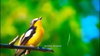 Sikatan emas gacor di alam liar