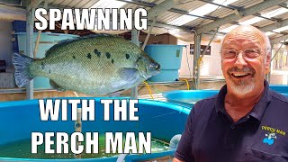 Jade Perch Spawning & Raising Fingerlings with The Perch Man  | An Aquaponics Must See Video