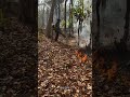Leaf Blower vs. Wildfire: The Results Will Shock You