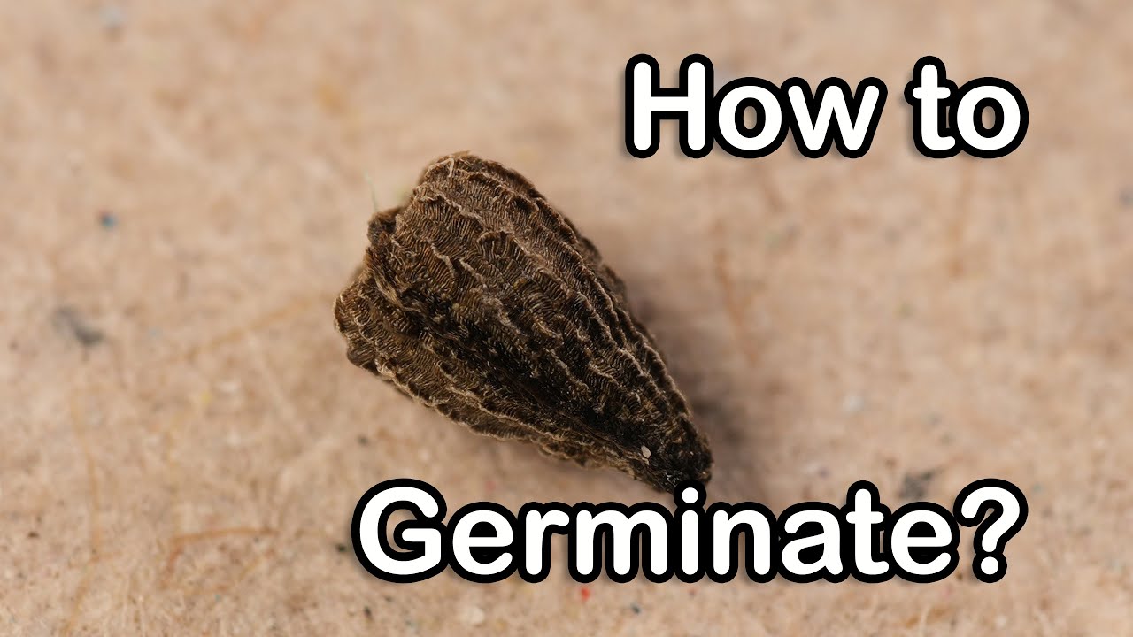 Growing Drosophyllum lusitanicum from seeds with scarification