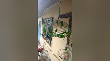 burung serindit gengster singa2