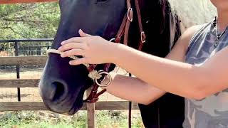 How to Fit a Hackamore to a Horse