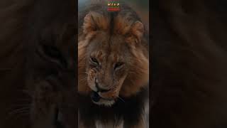 In The Light Of &#39;The King&#39;&#39; #YouTubeMadeForYou #shortsafrica #wildafrica #animals #lion #wildlife