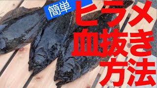 ヒラメの締め方ガイド 血抜きなど上手に持ち帰るための手順と方法を解説 暮らし の