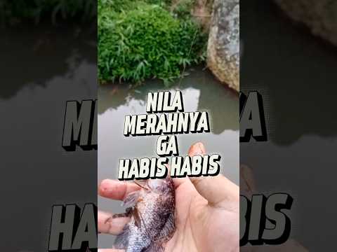 Ga habis habis tiap hari? #microfhising #mancing #mancingmania