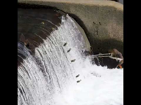 巨大水門の滝へ…ヒナ7羽が連続落下!