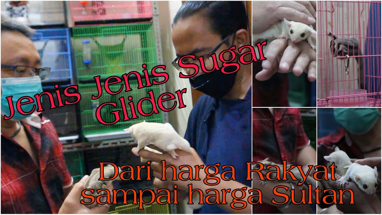 Jenis jenis Sugar Glider dari harga Merakyat sampai harga Sultan || Part 1