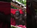 A Cute Orangutan in a Burgundy Cloak Got Caught on Camera!#shorts#orangutans#funnyvideo#funnyanimals
