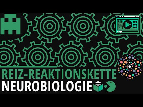 Vom Reiz zum Aktionspotenzial – Biologie online le. 