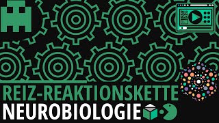 Reiz-Reaktionskette einfach erklärt│Biologie Lernvideo [Learning Level Up]