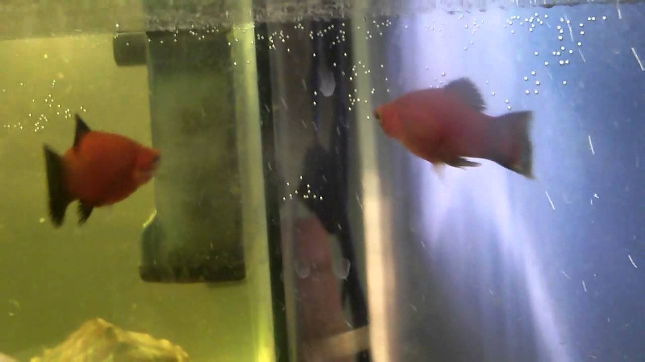 pair of words list my *new* breeding pair of red wag platys