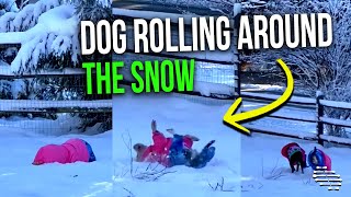Precious Dog Wearing a Coat Rolling Around the Snow