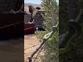 🐍 Boomslang Ambushed By A Fiscal Shrike