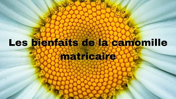 Quels sont les bienfaits de la camomille matricaire ?