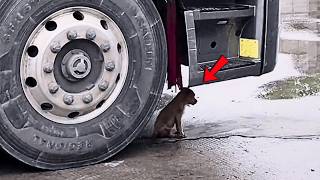 A timid stray dog crawled under a dangerous truck, shivering—a driver's decision changed her life