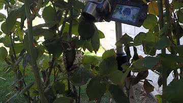 Slow Motion Hummingbird Activity Hero3 120fps (1/4 Speed) V14957