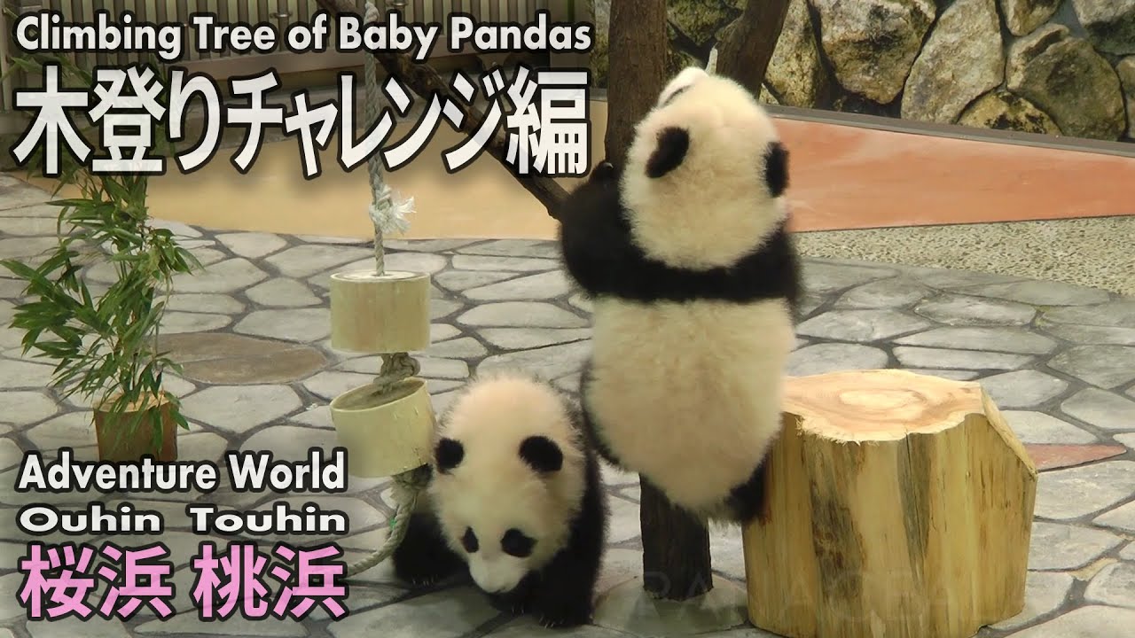 双子の赤ちゃんパンダ 桜浜 桃浜 面白シーン 木登りチャレンジ編 Climbing Tree Of Baby Pandas Youtube