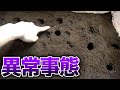 100リットルの土で一斉管理していた国産カブトを掘り返した結果…