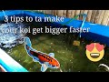 how to make your koi's and Goldfish get big and healthy