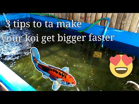 come rendere il vostro di koi e Goldfish ottenere grandi e sani