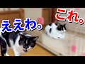 【ねこ動画】数日前に猫のゲージをスッキリさせたので、ちょっとだけレイアウト変えてみた。