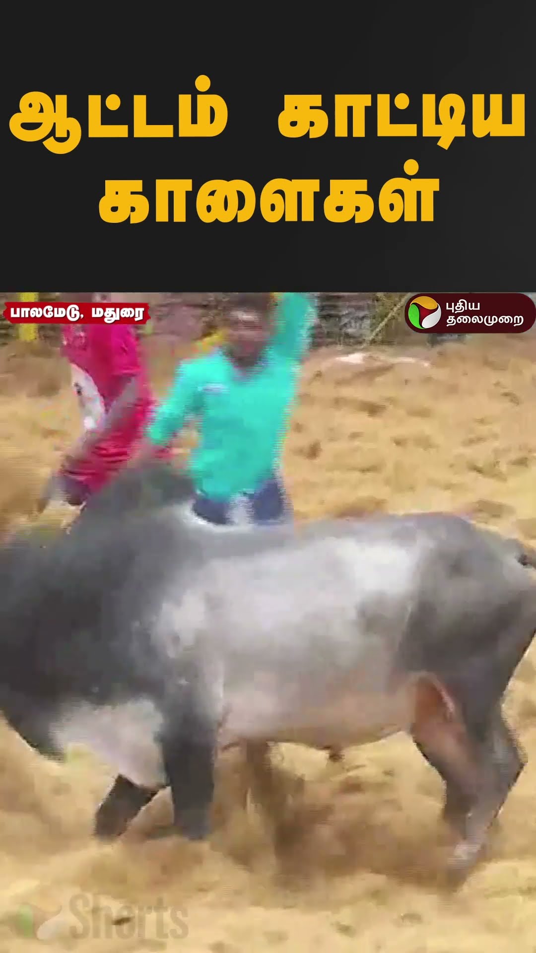 ஆட்டம் காட்டிய காளைகள்.. #shorts #palamedujallikattu #pongal2025 #maduraijallikattu