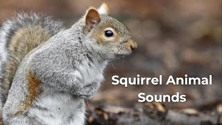 Squirrel Animal Sounds | Squirrel Sounds Meanings | Best squirrel calls