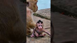 Right by Mama’s Side! 🐾 #Playtime #SoCute #monkeysr #babymonkey #babyprimate #babyanimal #cute