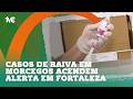 Casos de raiva em morcegos acendem alerta em Fortaleza