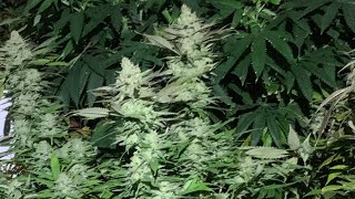 HA-HA 4:20, FAT BUDS!