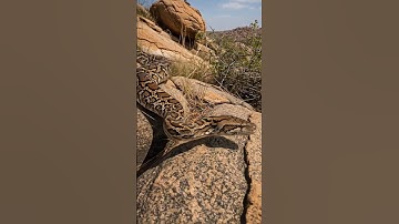 An Indian rock python moving across its natural wildlife habitat. #Python #Snake #AiArt #Shorts