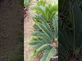 زراعة بصلات السيكا الطريقة بالوصف