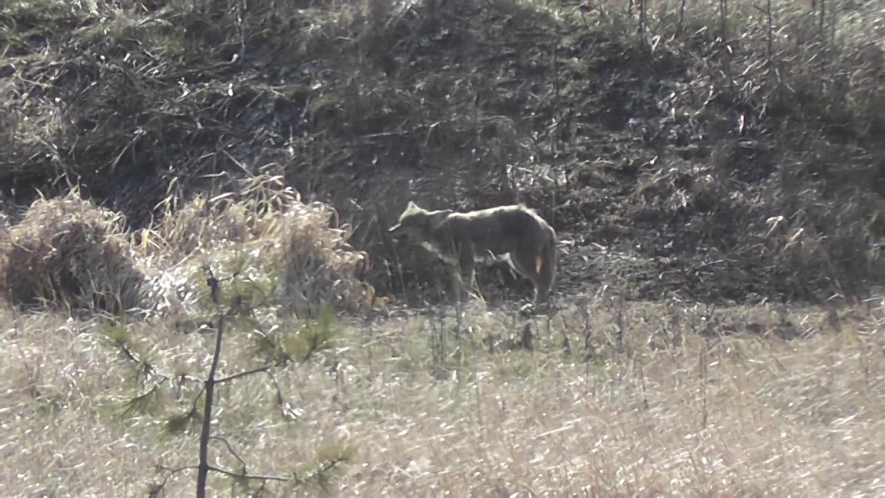 Captain Jokeswell Witnesses a Young Coyote Struggling to Swallow a Marmot