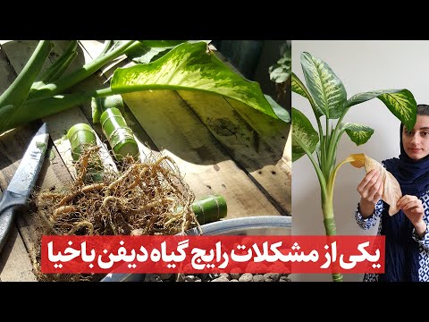 تصویری: روش های پرورش دیفن باخیا و مراقبت در منزل