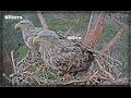 Jūras ērgļi (Haliaeetus albicilla) Slīteres nacionālajā parkā - LDF tiešraide // White tailed eagles