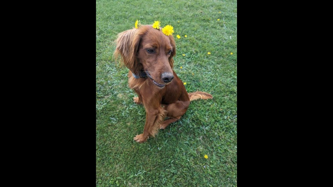 Coffee GoFundMe Video YouTube