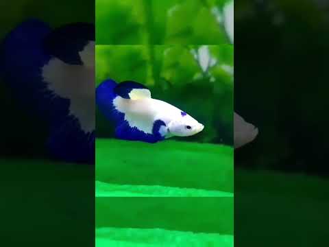 Most beautiful betta fish fighter