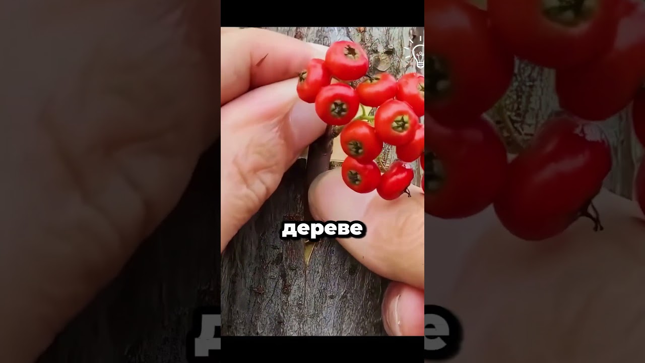 🌳ОН ВЫРАСТИЛ КЛЮКВУ ПРЯМО НА ДЕРЕВЕ