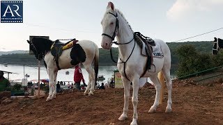 Horses at Venna Lake Mahabaleshwar | Different Kind of Horses | AR Entertainments